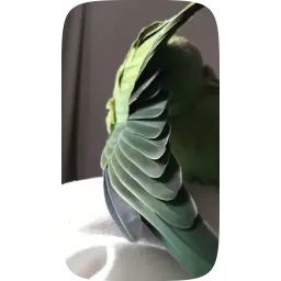 Смешные попугаи sticker 10