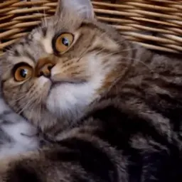 Кошачьи обнимашки Telegram sticker pack
