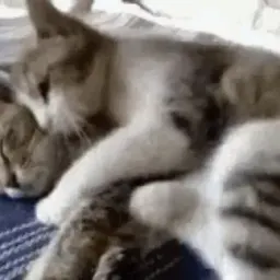 Кошачьи обнимашки sticker 5