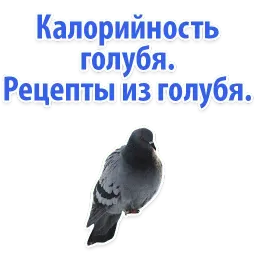 Идиотские запросы sticker 10