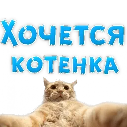 🍷 Хочется by @TuristasTV sticker 7