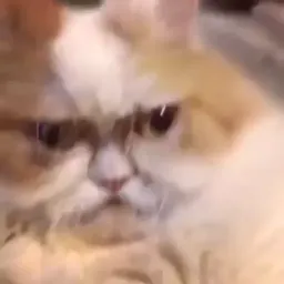 Шакальные коты sticker 2