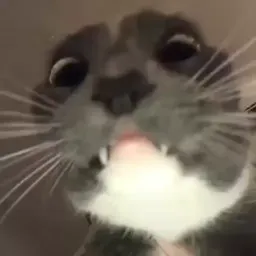 Шакальные коты sticker 12