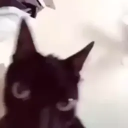 Шакальные коты sticker 6