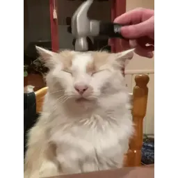 Шакальные коты sticker 7