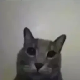 Шакальные коты sticker 8