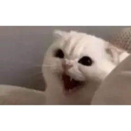 Шакальные коты sticker 9
