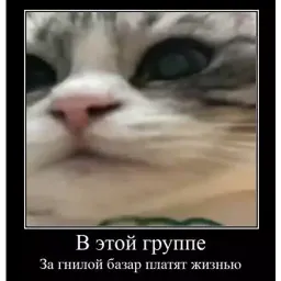 Шакальные коты sticker 10