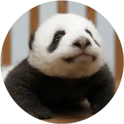 Малыши животные Telegram sticker pack