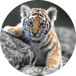 Малыши животные sticker 2