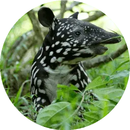 Малыши животные sticker 11