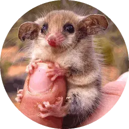 Малыши животные sticker 4