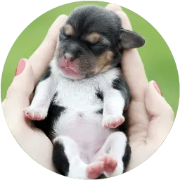 Малыши животные sticker 9