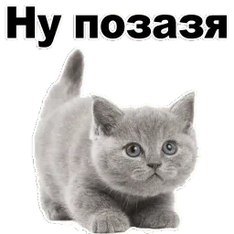 Котята от @TuristasTV Telegram sticker pack
