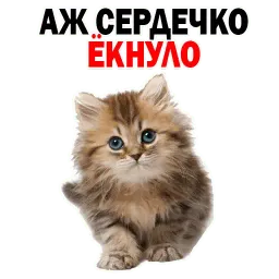 Котята от @TuristasTV sticker 2