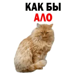 Котята от @TuristasTV sticker 12