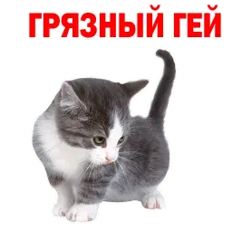 Котята от @TuristasTV sticker 5