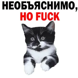 Котята от @TuristasTV sticker 6