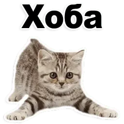 Котята от @TuristasTV sticker 7