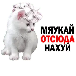 Котята от @TuristasTV sticker 8