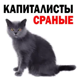 Котята от @TuristasTV sticker 10