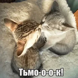 Котеечная любовь sticker 11