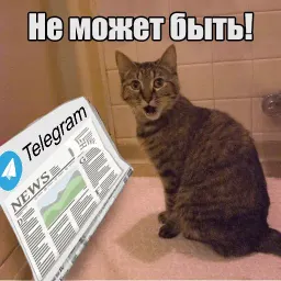 Котеечная любовь sticker 12