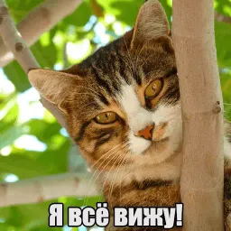 Котеечная любовь sticker 4