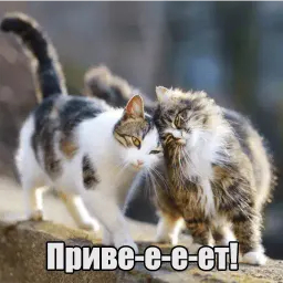 Котеечная любовь sticker 7