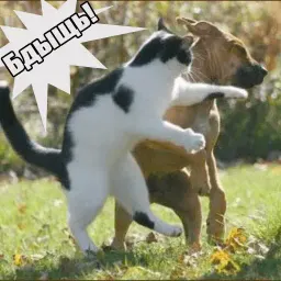 Котеечная любовь sticker 8