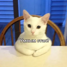 Коты-психологи sticker 11
