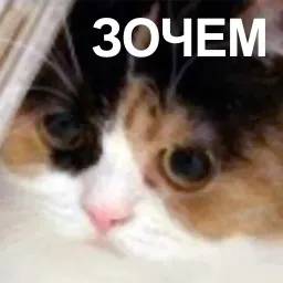 Коты-психологи sticker 3
