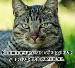 Коты-психологи sticker 6