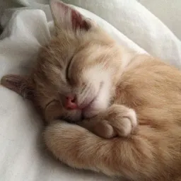 Коты-психологи sticker 10