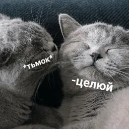 Котик Цмок Telegram sticker pack