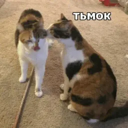 Котик Цмок 2 Telegram sticker pack