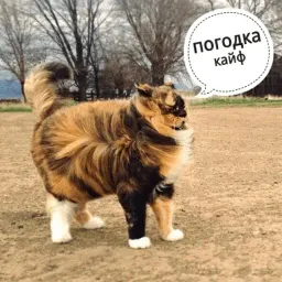 Котик Цмок 2 sticker 11