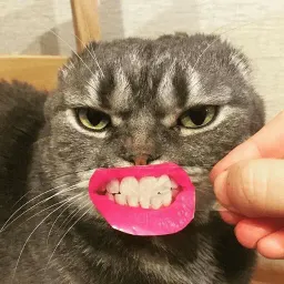 Котик Цмок 2 sticker 12