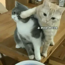 Котик Цмок 2 sticker 3