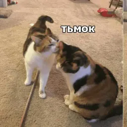 Котик Цмок 2 sticker 4