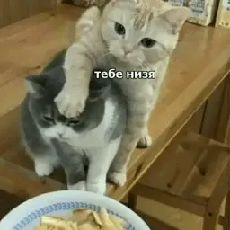 Котик Цмок 2 sticker 5