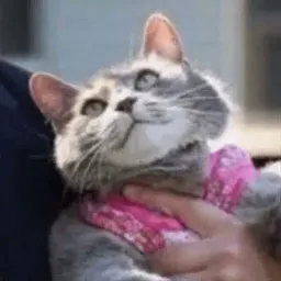 Котик Цмок 2 sticker 7