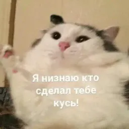 Котик Цмок 2 sticker 8