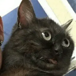 Котик Цмок 2 sticker 9