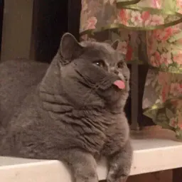 Котик Цмок 2 sticker 10