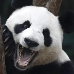 Ленивая панда Telegram sticker pack