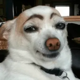 Funny Animals (@tanyastorm) sticker 4