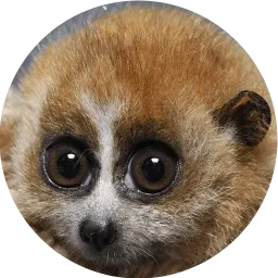 Милые лемурчики Telegram sticker pack