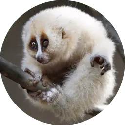Милые лемурчики sticker 2
