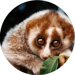Милые лемурчики sticker 11